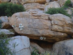 Colpias mollis